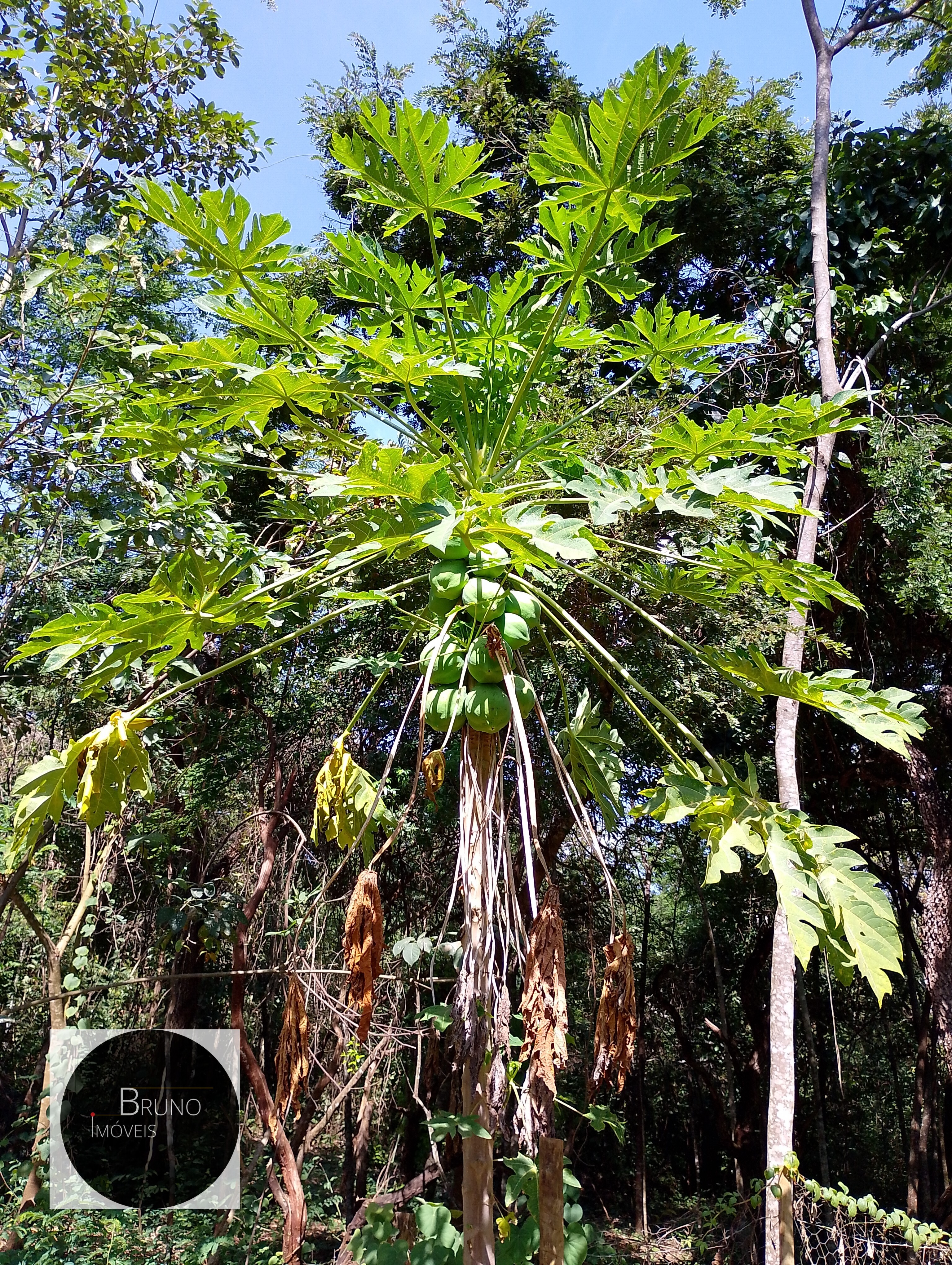 Cód.:48 - BELA CASA DE MADEIRA Á VENDA - MATOZINHOS - MG